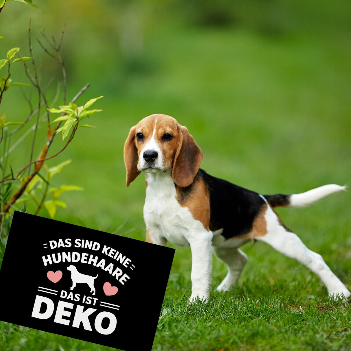 Keine Hundehaare nur Deko Hunde Souvenir Magnet