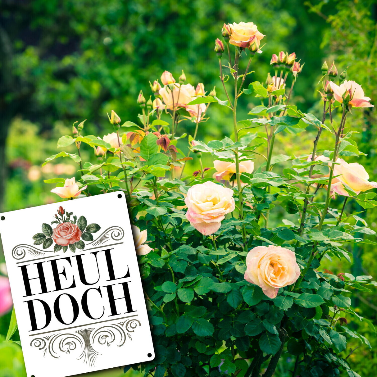 Heul doch Rose Metallschild in 15x20 cm Rosendekor