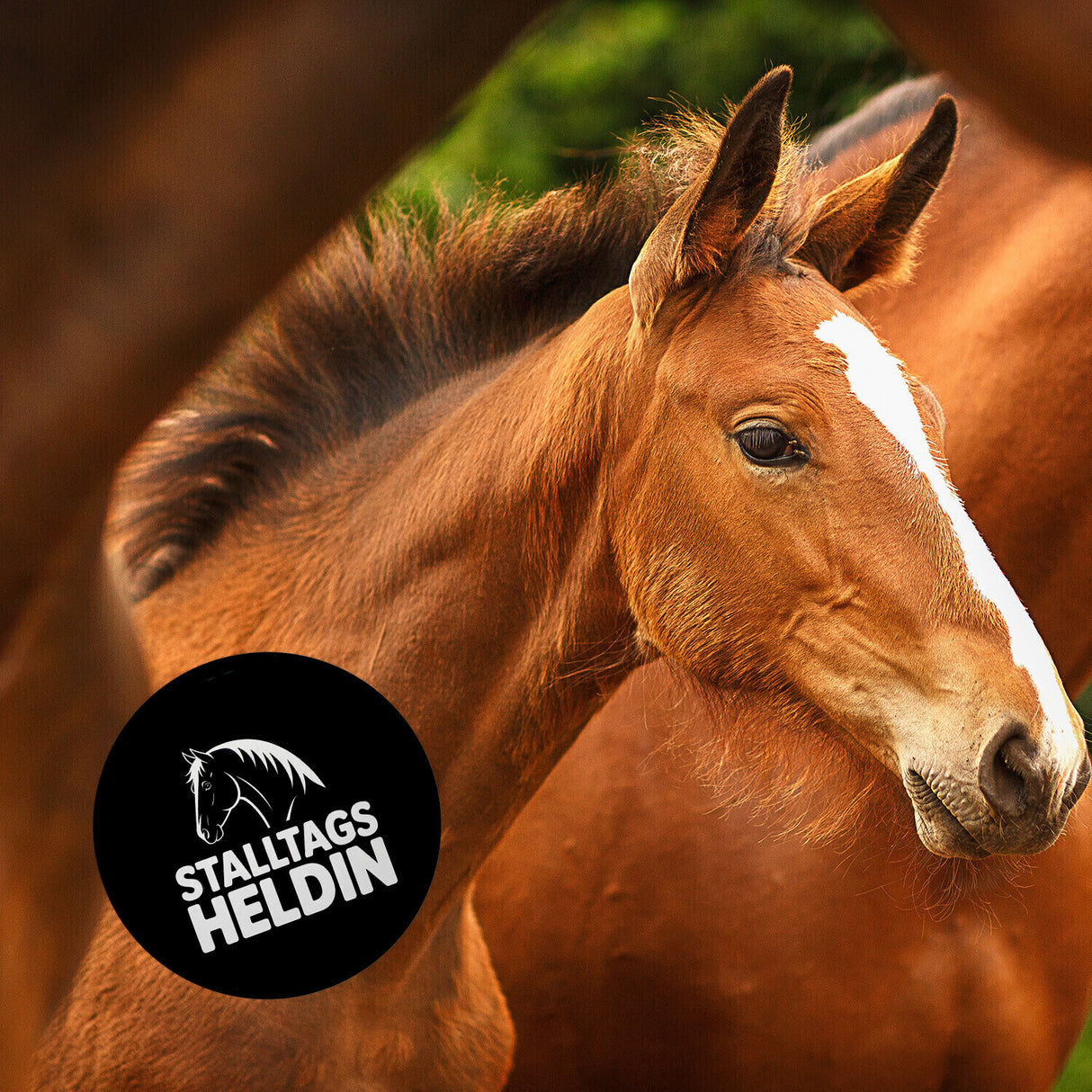 Pferdesilhouette Stalltags Heldin Magnet für Reiterinnen