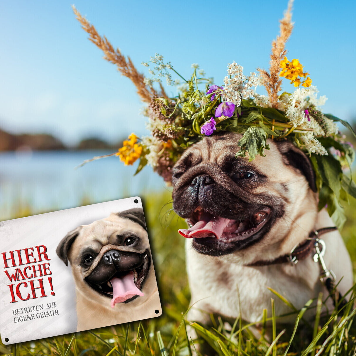 Metallschild mit Mops Motiv und Spruch: Betreten auf eigene Gefahr ...