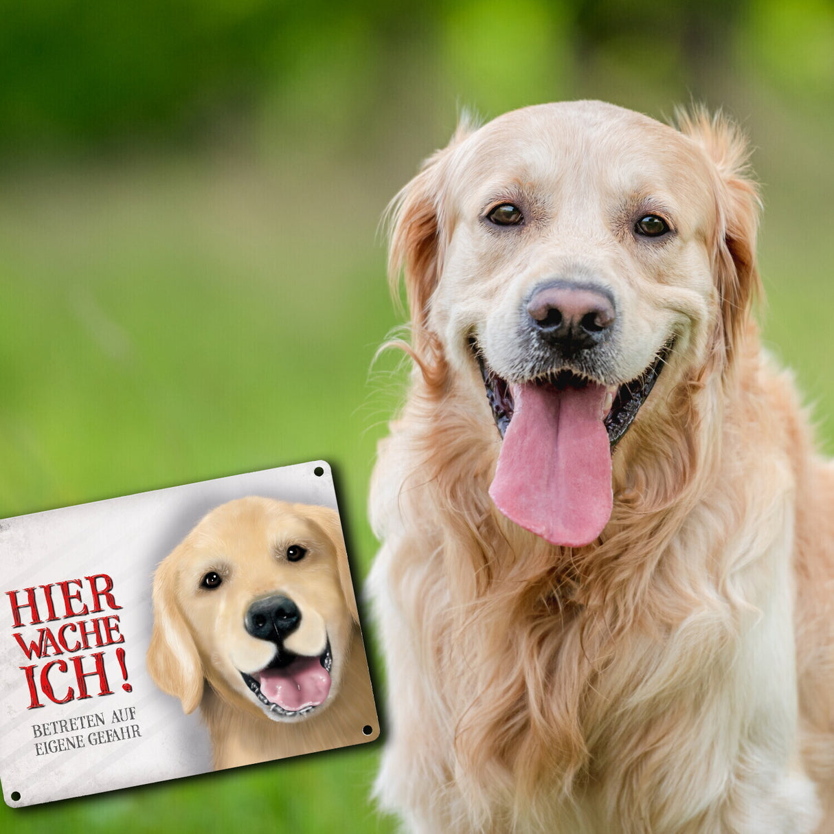 Hier wache ich! Golden Retriever Metallschild