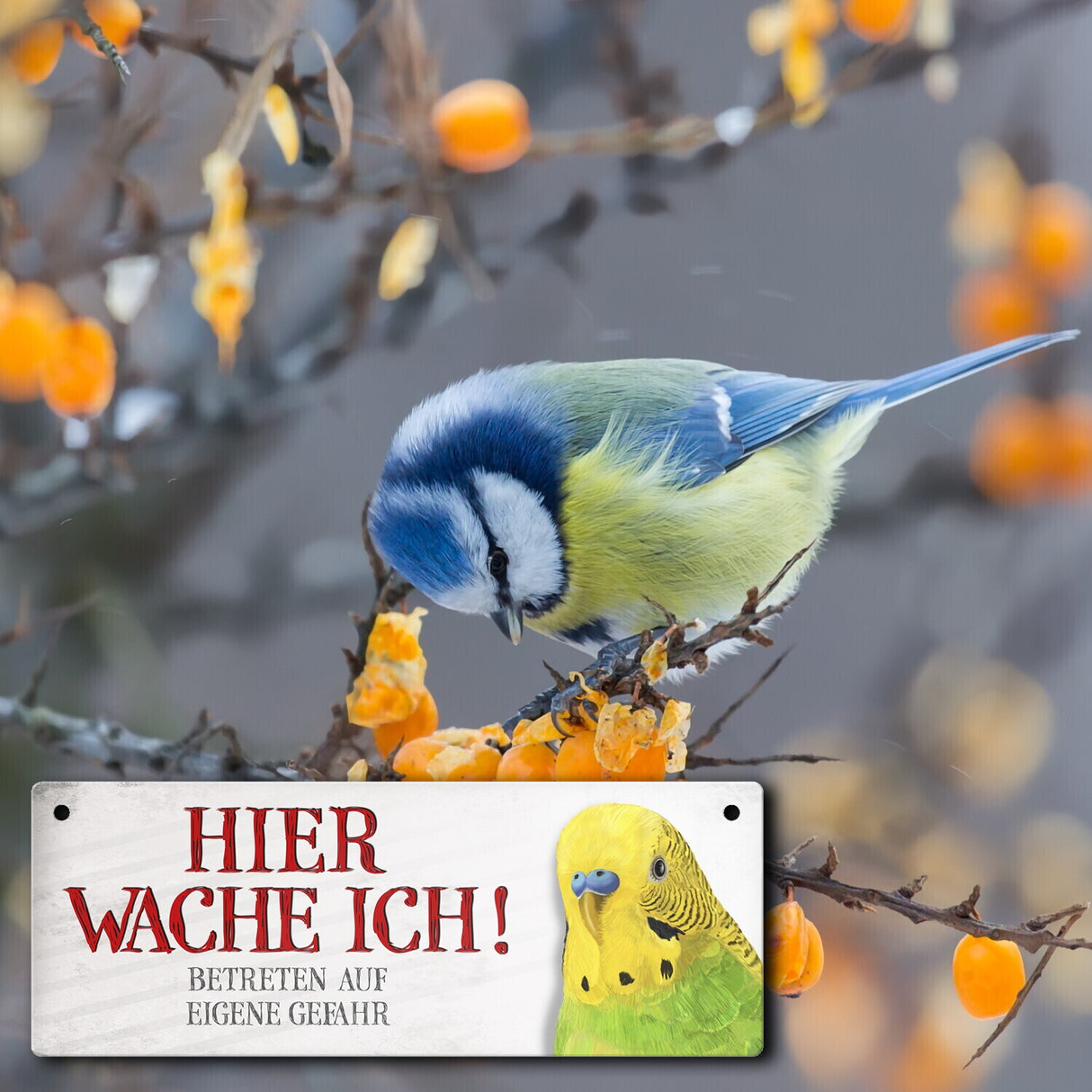 Metallschild mit Wellensittich Motiv und Spruch: Betreten auf eigene Gefahr ...