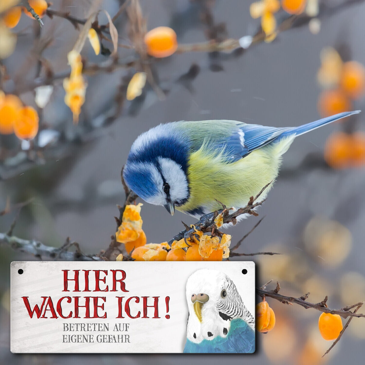 Metallschild mit Wellensittich Motiv und Spruch: Betreten auf eigene Gefahr ...