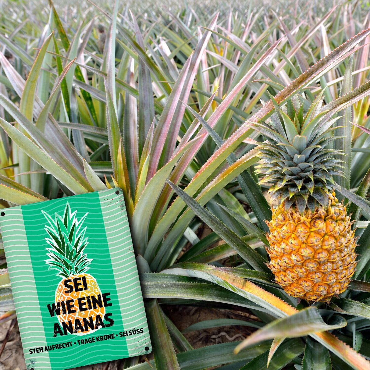Metallschild mit Spruch: Sei wie eine Ananas