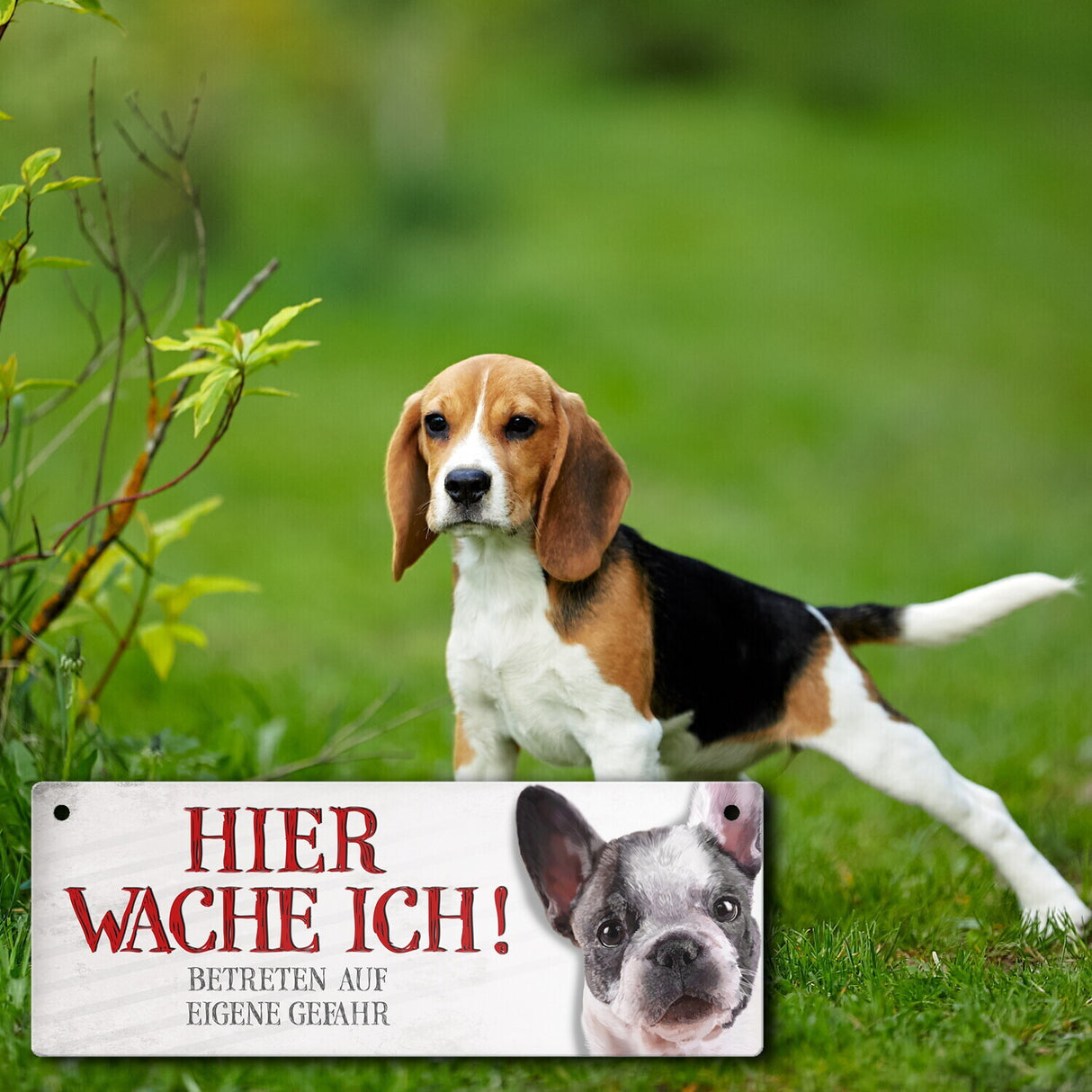 Metallschild mit Französische Bulldogge Motiv und Spruch: Betreten auf eigene Gefahr ...