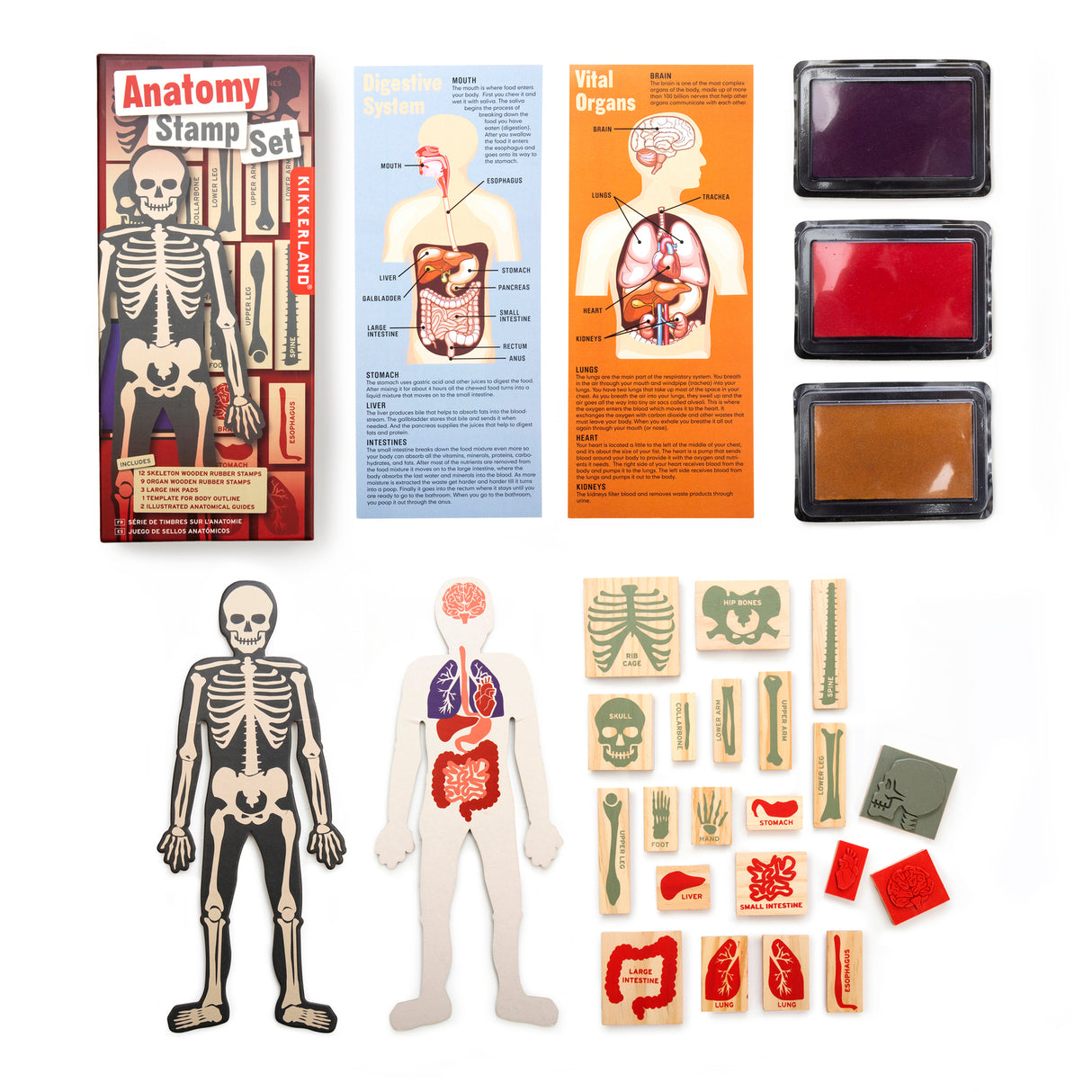 Anatomie Holzstempel Set mit 21 Stempeln, Stempelkissen und Vorlage