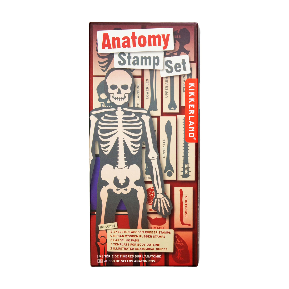 Anatomie Holzstempel Set mit 21 Stempeln, Stempelkissen und Vorlage