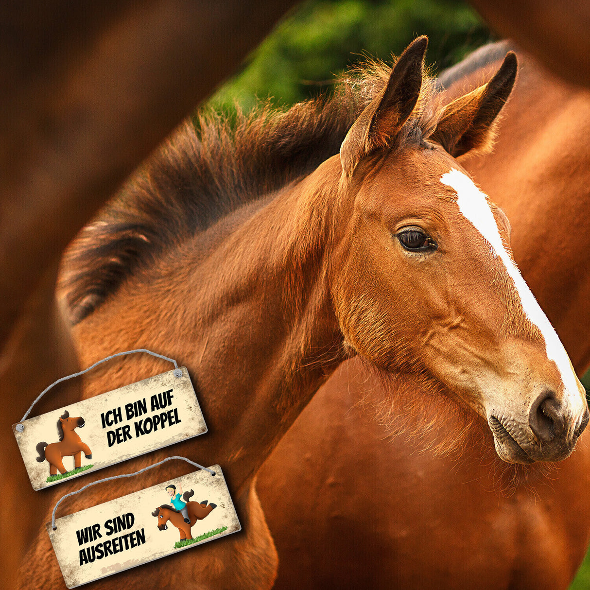 Braunes Pferd ist auf der Koppel oder ausreiten Wendeschild mit Kordel
