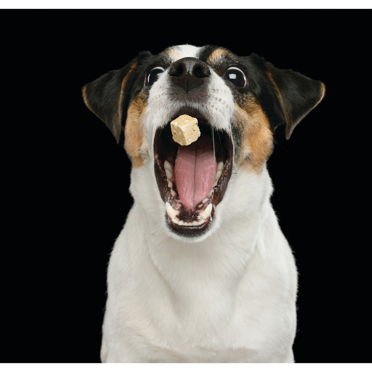 Leckerli Schleuder Hundespielzeug