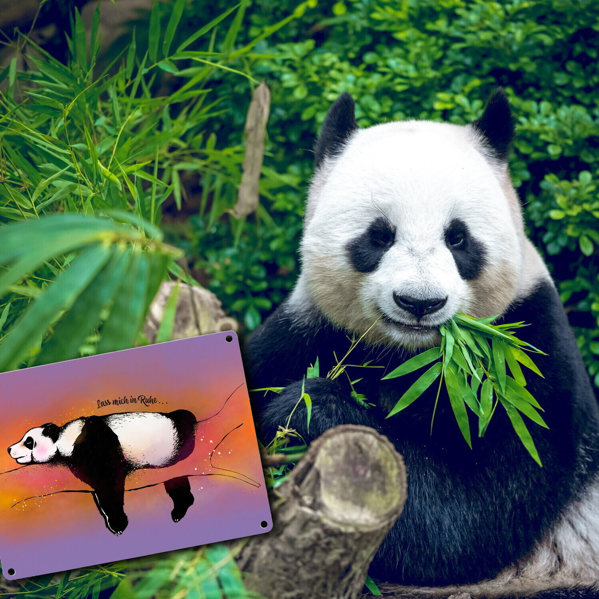 Metallschild mit Panda-Design und lustigem Spruch Lass mich in Ruhe