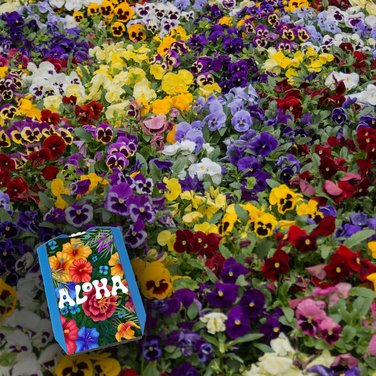 Blumenmotiv mit Aloha Schriftzug Parkscheibe mit zwei Einkaufswagenchips