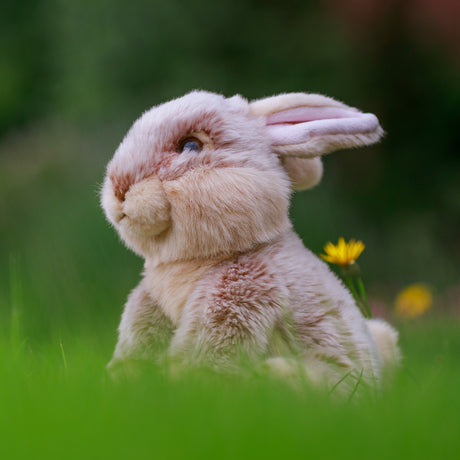 Hase Animigos Kuscheltier