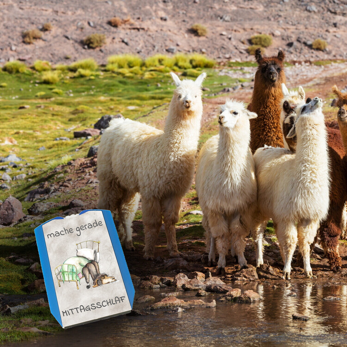 mache gerade Mittagsschlaf Parkscheibe mit Lama