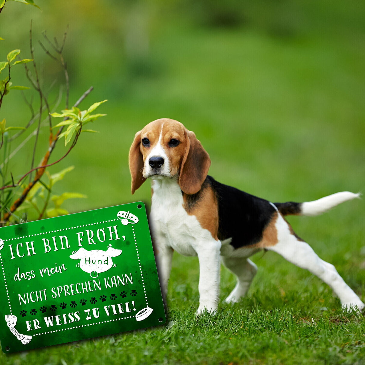 Metallschild mit lustigem Spruch - Mein Hund weiß zu viel