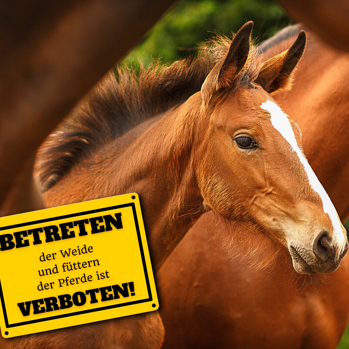 Betreten verboten Metallschild in 15x20 cm mit Spruch Pferde füttern verboten