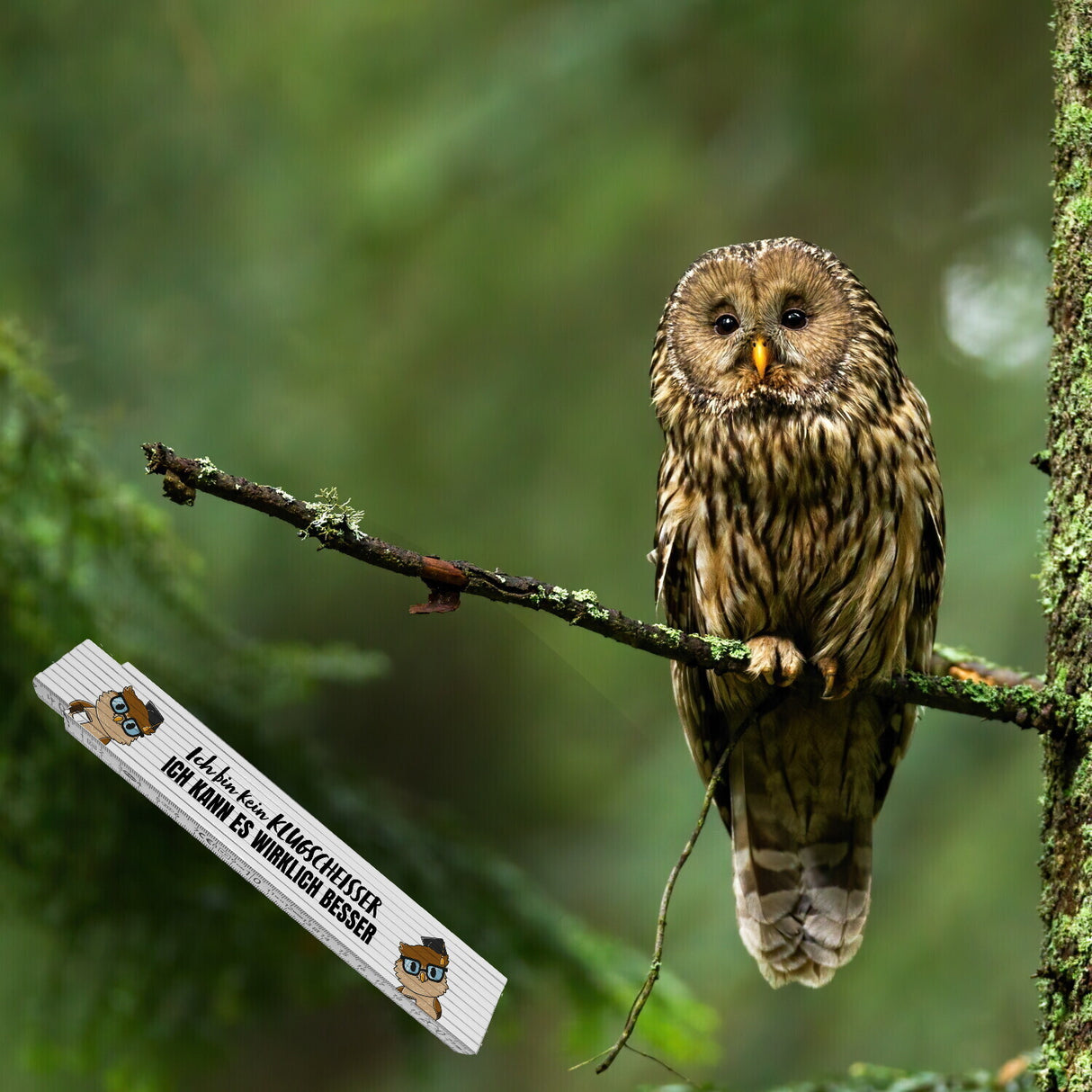 Besserwisser-Eule Meterstab aus Holz mit Spruch Kein Klugscheißer