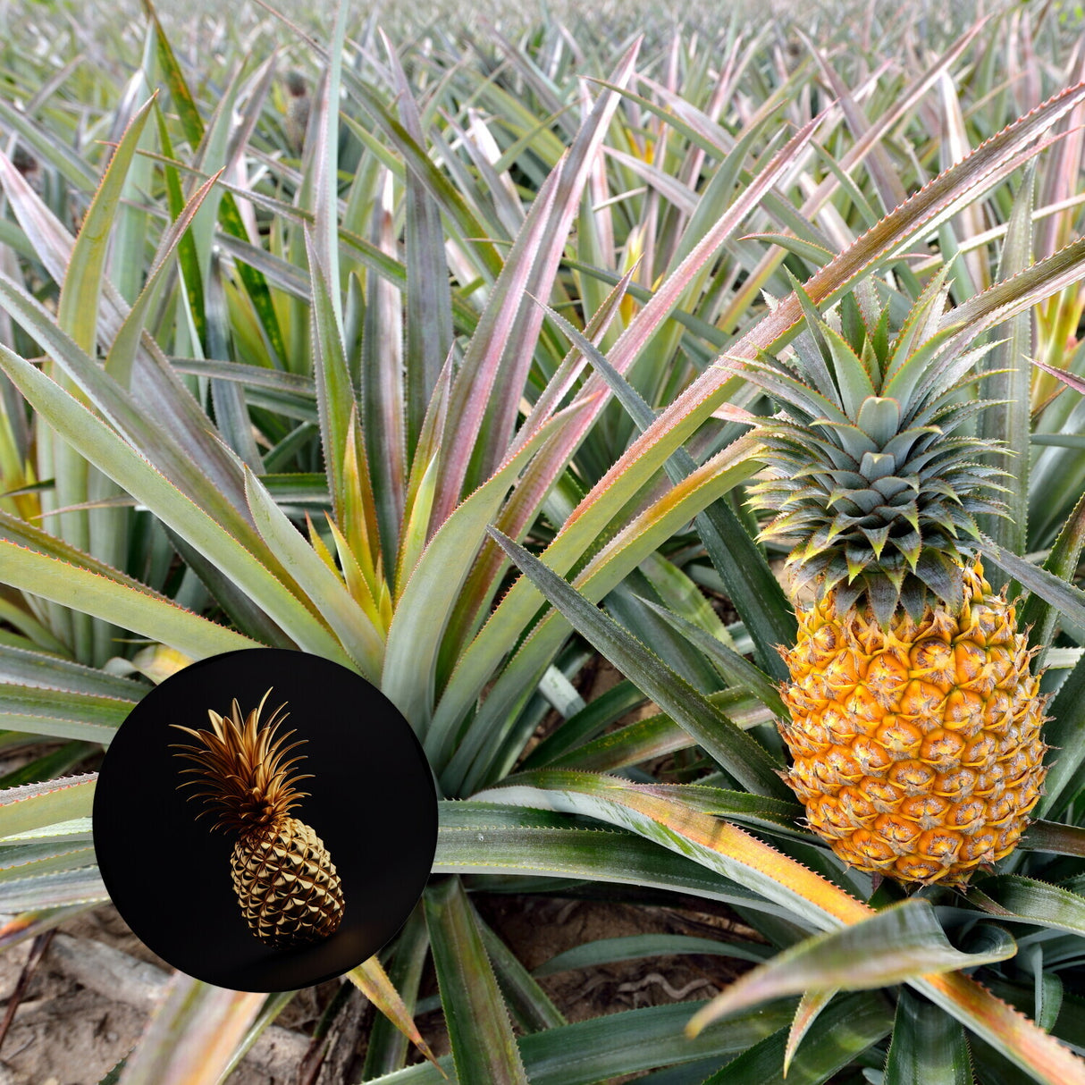 Goldene Ananas Magnet rund rund