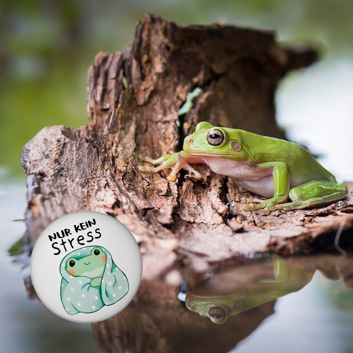 Frosch er Decke Magnet rund rund mit Spruch Nur kein Stress