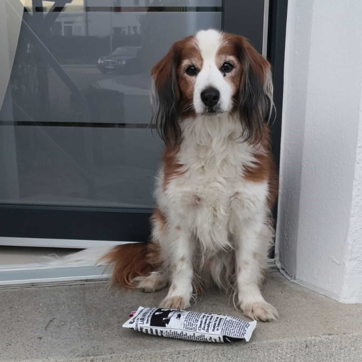 Fake News Zeitung Hundespielzeug