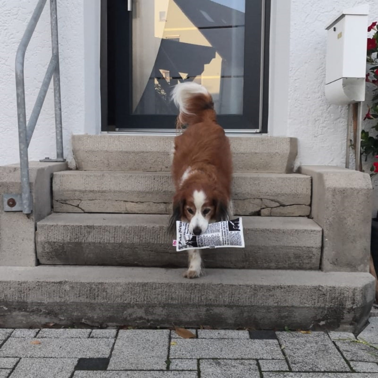 Fake News Zeitung Hundespielzeug