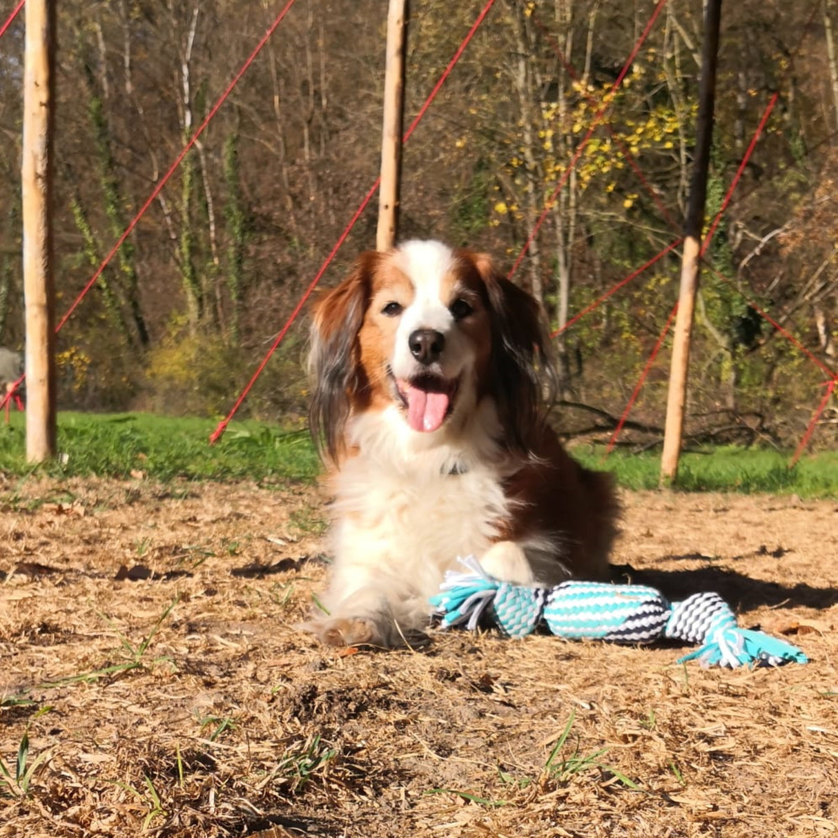 Wurftau Hundespielzeug mit Quietscheffekt in weiß-blau