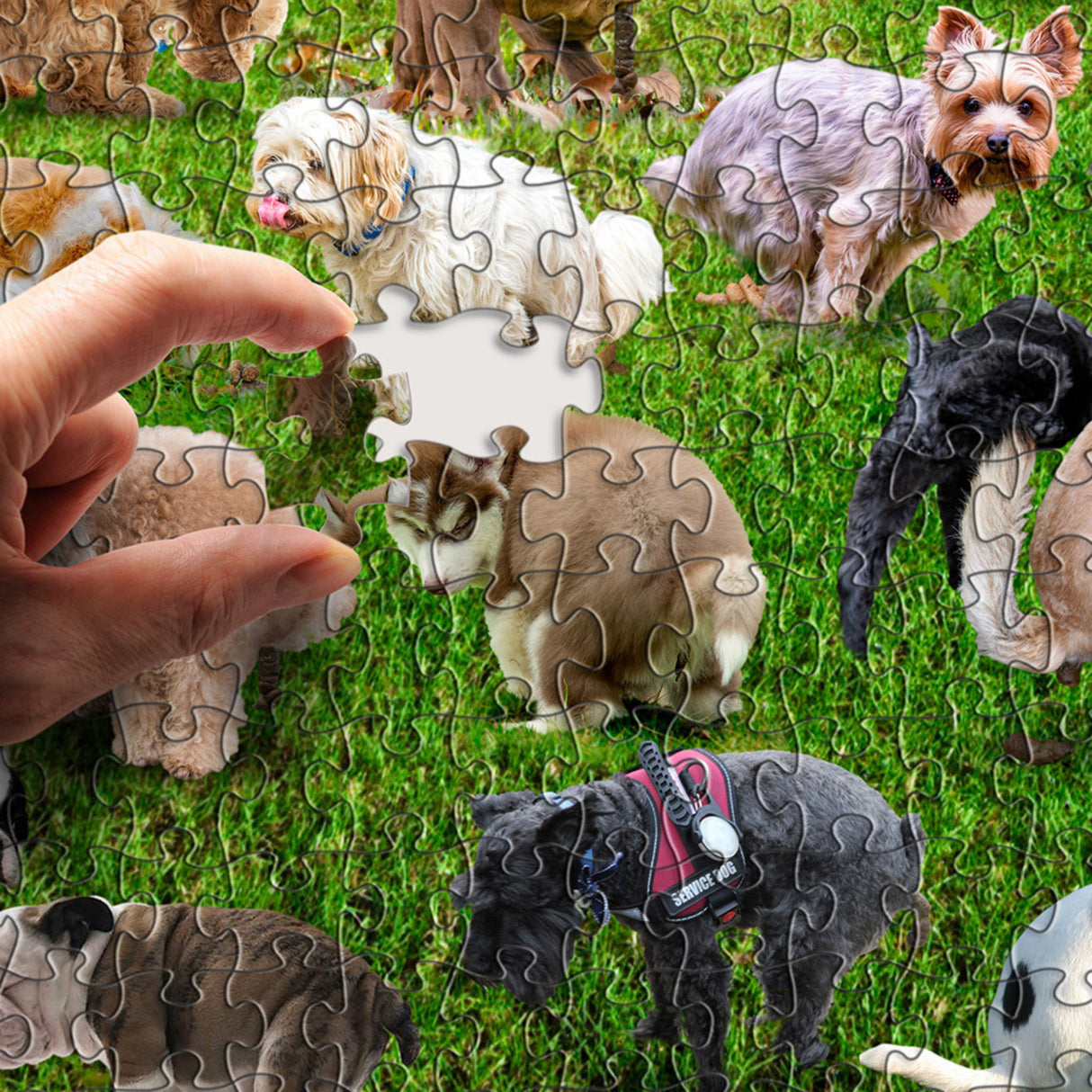 101 Hunde beim Kacken Puzzle mit 1000 Teilen