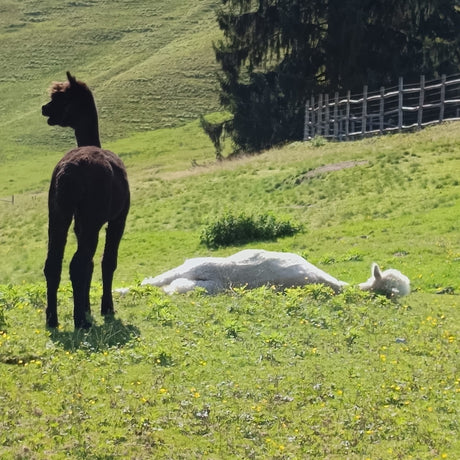 Lustige Lama-Geschenkartikel! Zauberhafte Lamas im Allgäu entdecken!