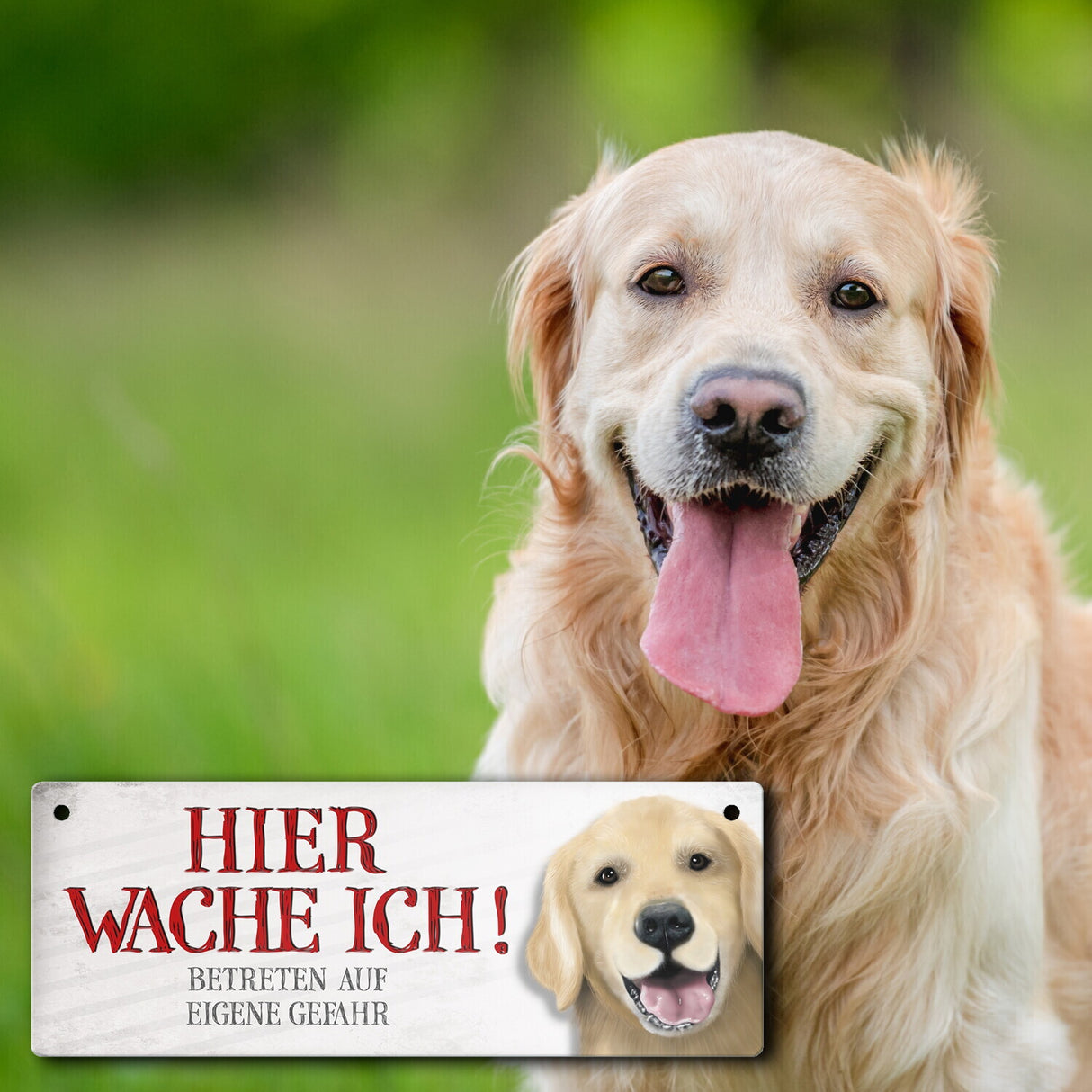 Metallschild mit Golden Retriever Motiv und Spruch: Betreten auf eigene Gefahr ...