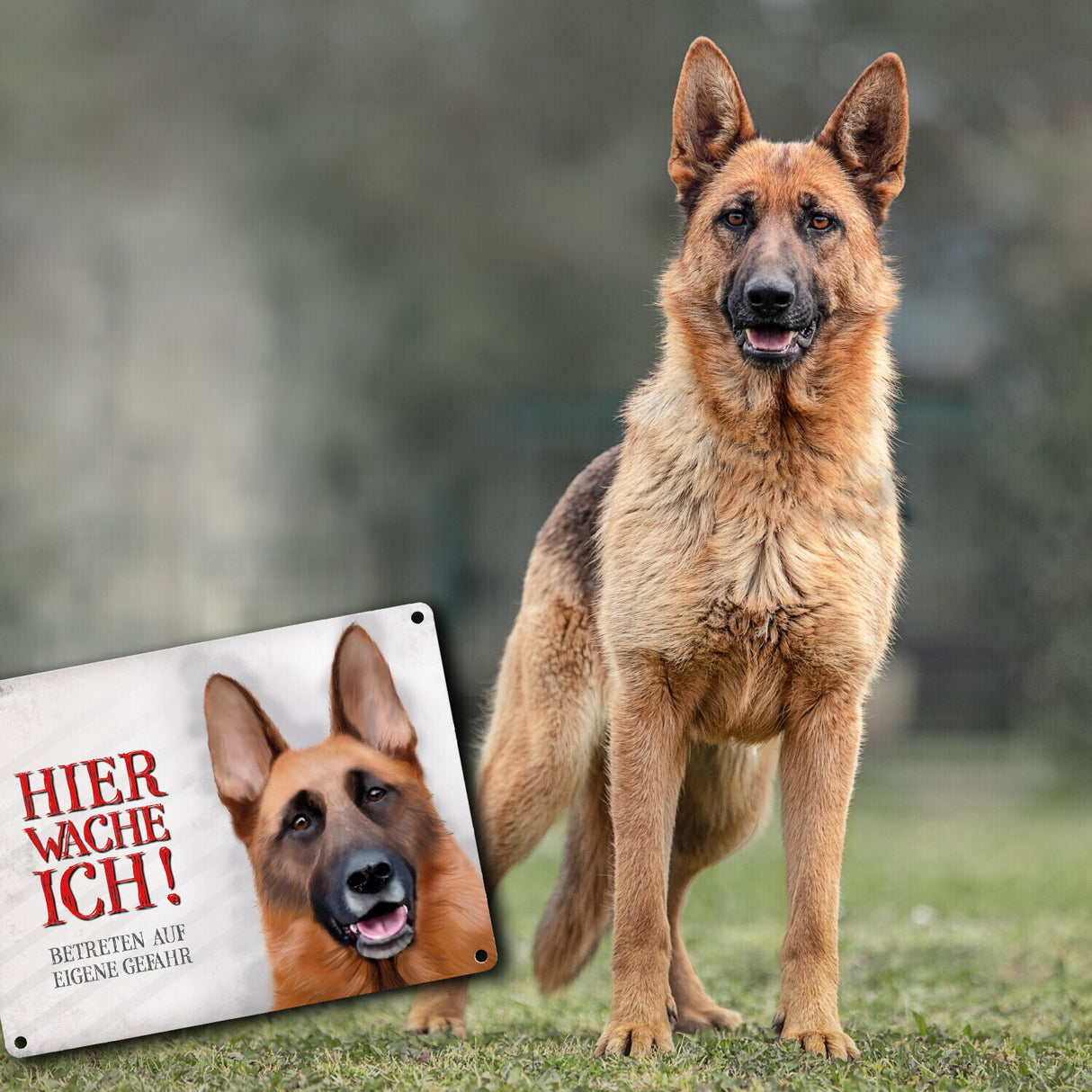 Metallschild mit Schäferhund Motiv und Spruch: Betreten auf eigene Gefahr ...