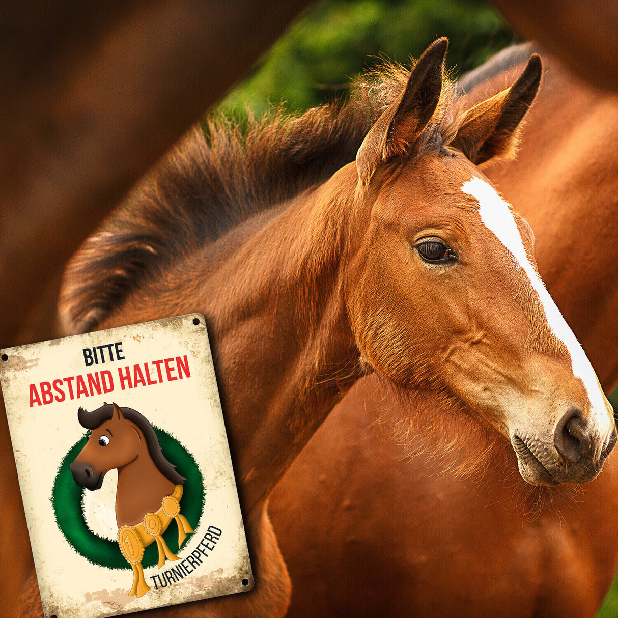 Metallschild mit Turnierpferd Motiv für Pferdeanhänger - Hängerschild, Anhängerschild, Pferd