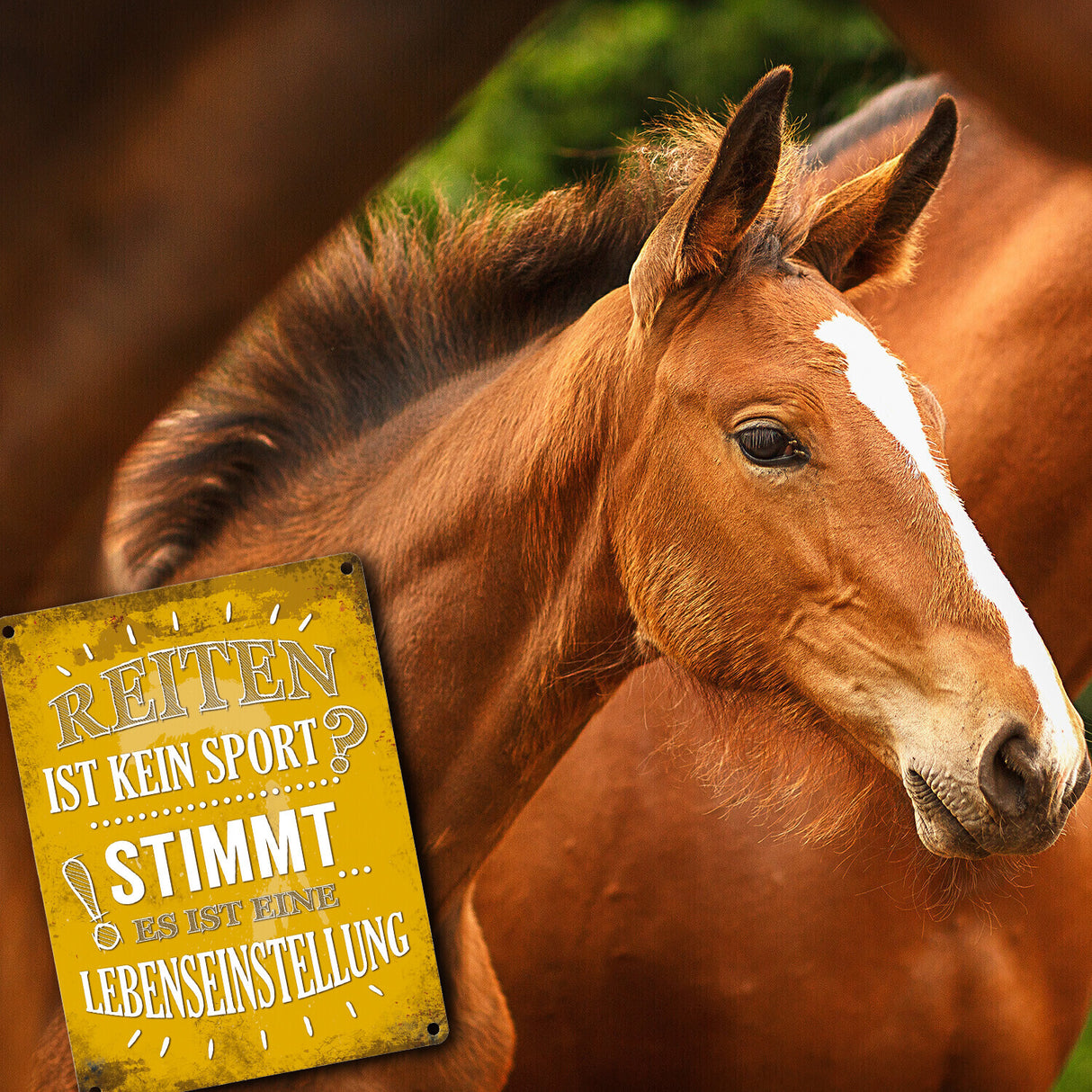 Metallschild mit Spruch: Reiten ist kein Sport? Stimmt, ...