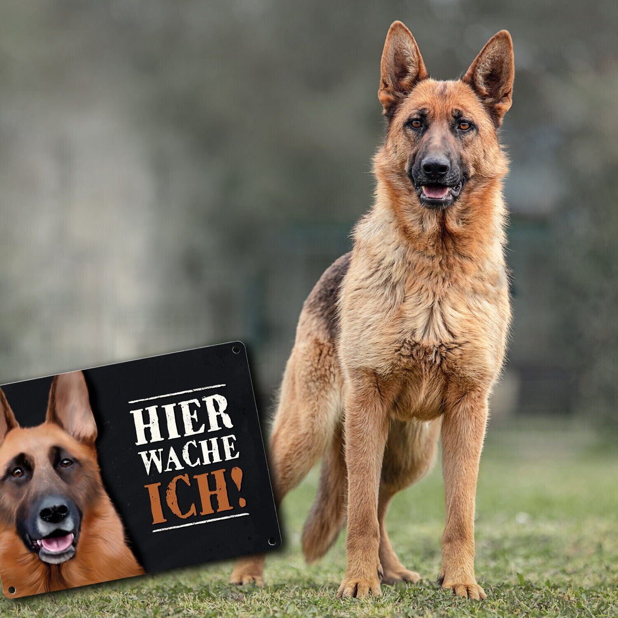 Hier wache ich! Schäferhund Metallschild