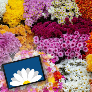 Gänseblümchen Fußmatte in 35x50 cm mit schönem Blumenmotiv
