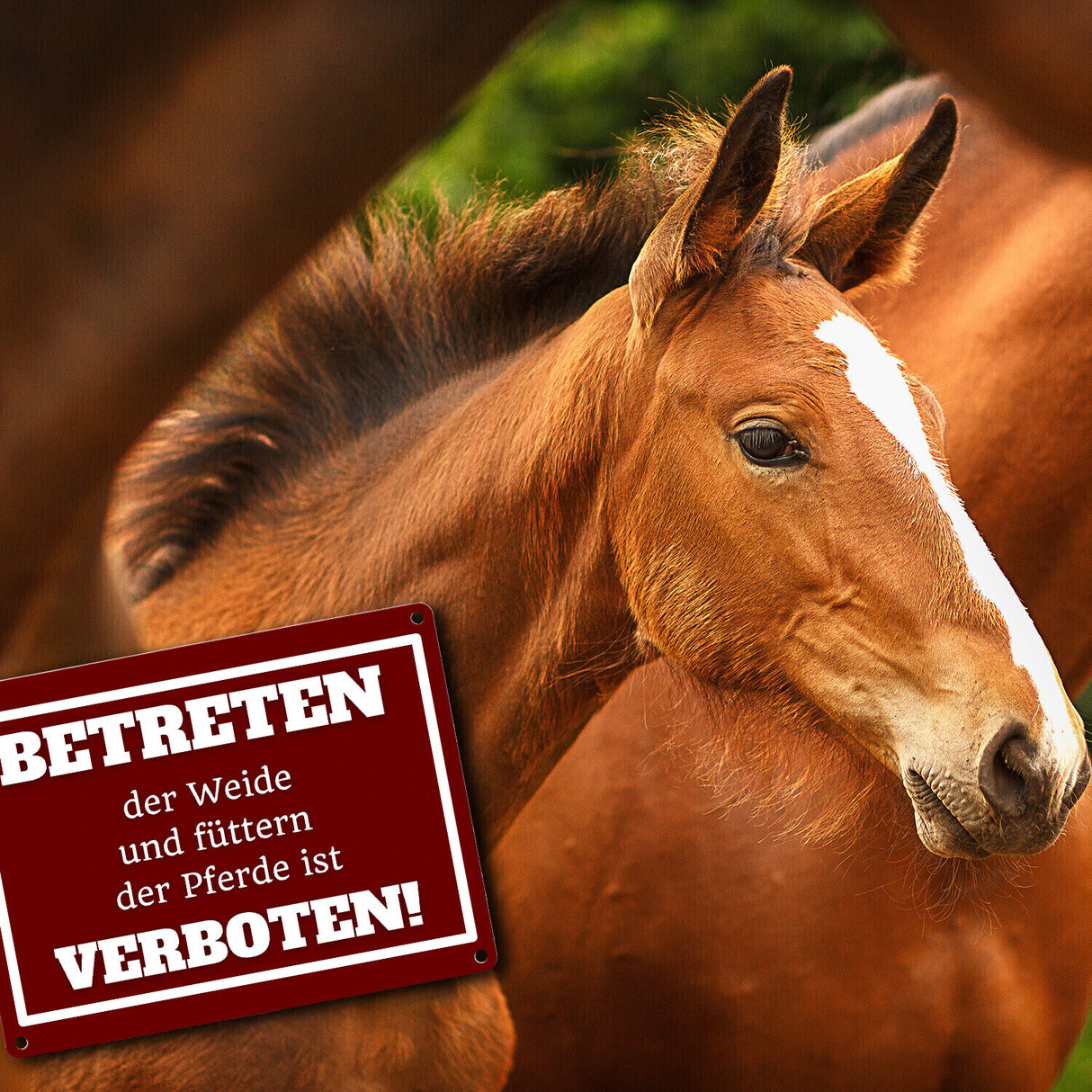Betreten verboten Metallschild in 15x20 cm mit Spruch Pferde füttern verboten