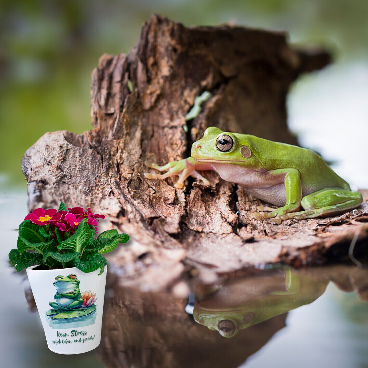 Frosch auf Seerose Blumentopf mit Spruch Kein Stress einfach leben und genießen