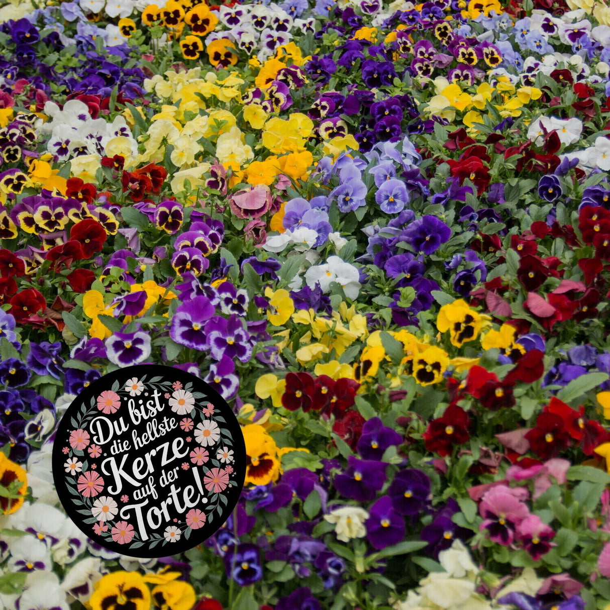 Du bist die hellste Kerze auf der Torte Blumensprache Magnet rund