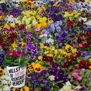 Herz - Patentante werden Blumentopf