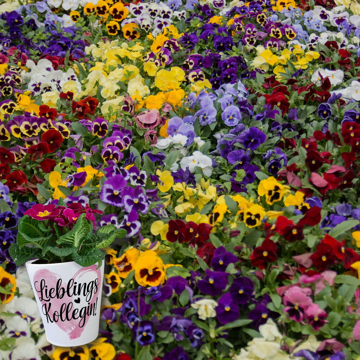 Lieblings Kollegin mit Herz Blumentopf