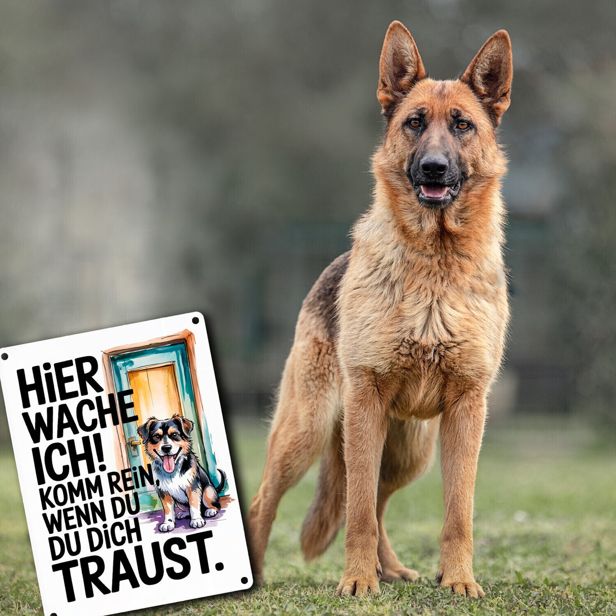 Hier wache ich! Komm rein wenn du dich traust Metallschild in 15x20 cm Hund