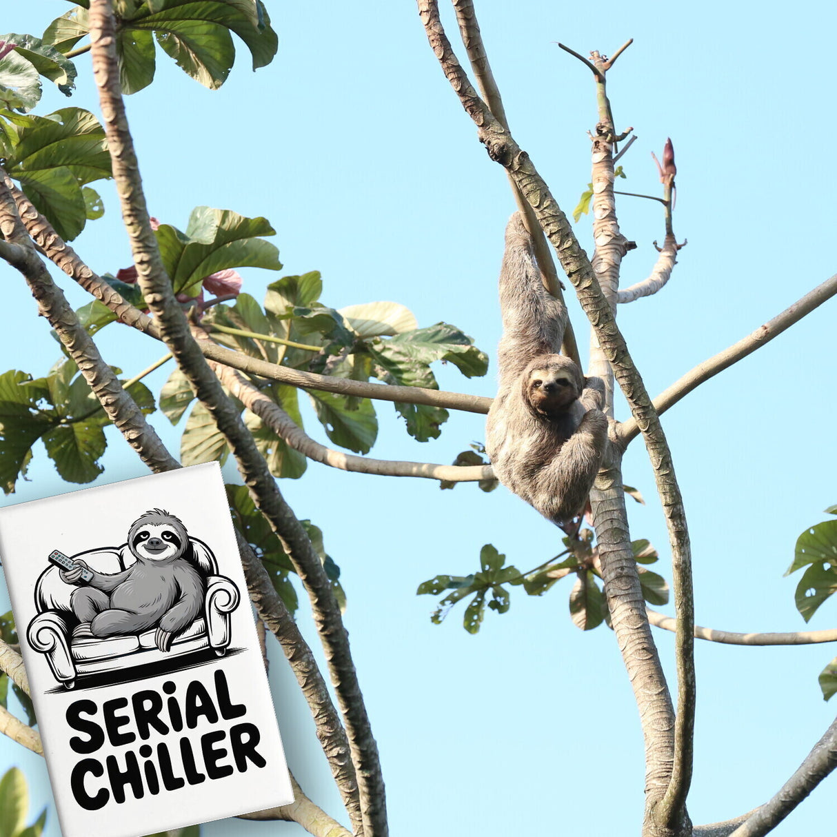 Faultier auf Couch Serial Chiller Souvenir Souvenir Magnet