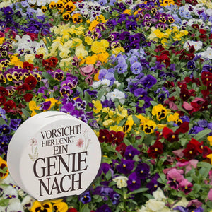 Vorsicht Genie am Werk Spardose