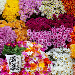 Mir könnet älles außer Hochdeutsch Blumentopf Schwäbisch