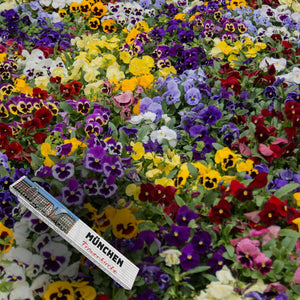 streetline München Frauenkirche Meterstab aus Holz