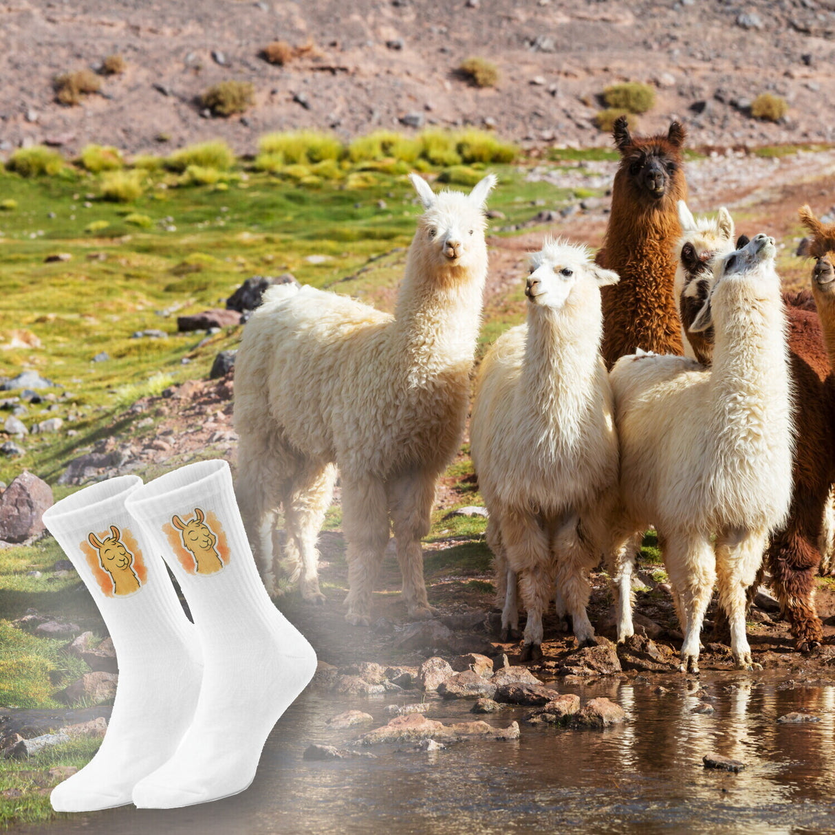 epicsocks Llama Expressions Träumendes Lama Socken in 37-41 im Paar