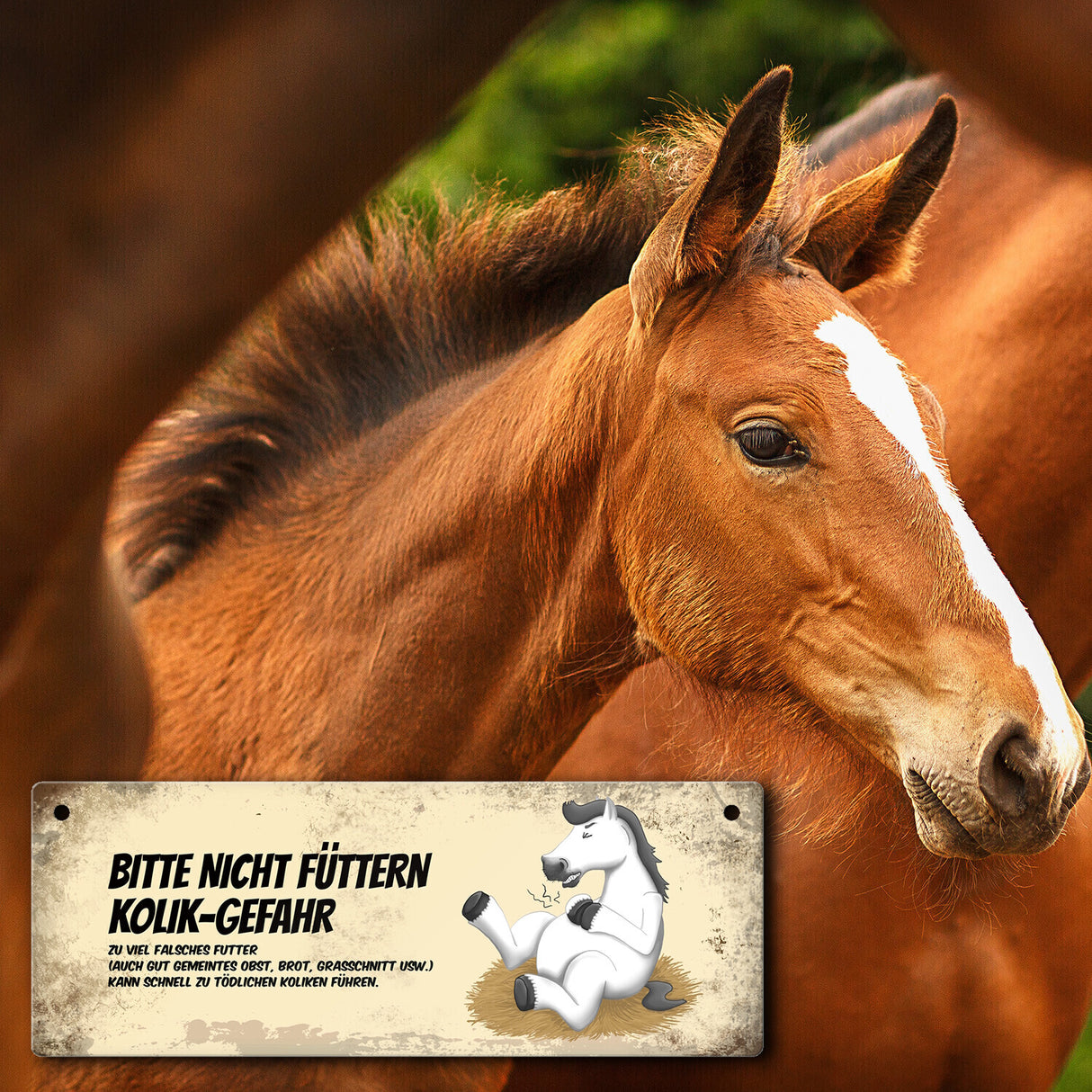 Metallschild mit weißem Pferd Motiv und Spruch: Bitte nicht füttern - Kolik-Gefahr