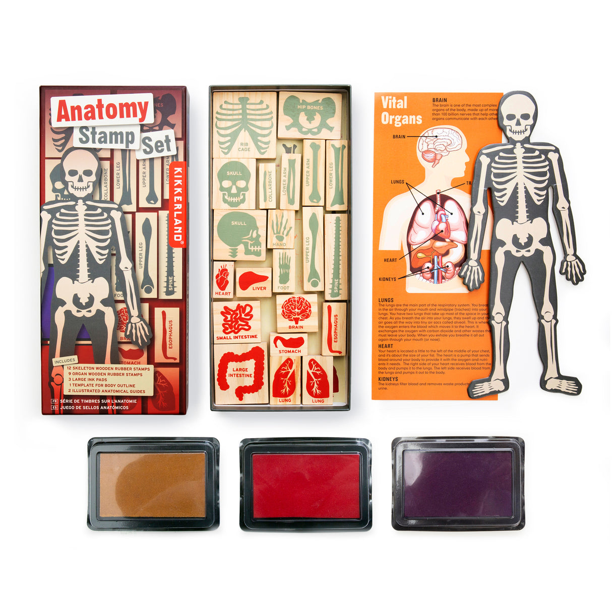 Anatomie Holzstempel Set mit 21 Stempeln, Stempelkissen und Vorlage