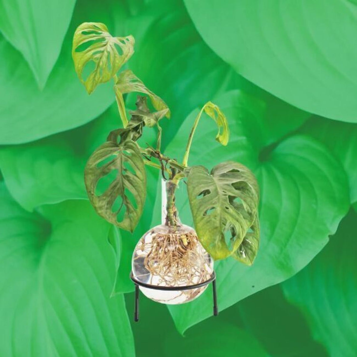 Flora Hydro Vase mit Metallständer