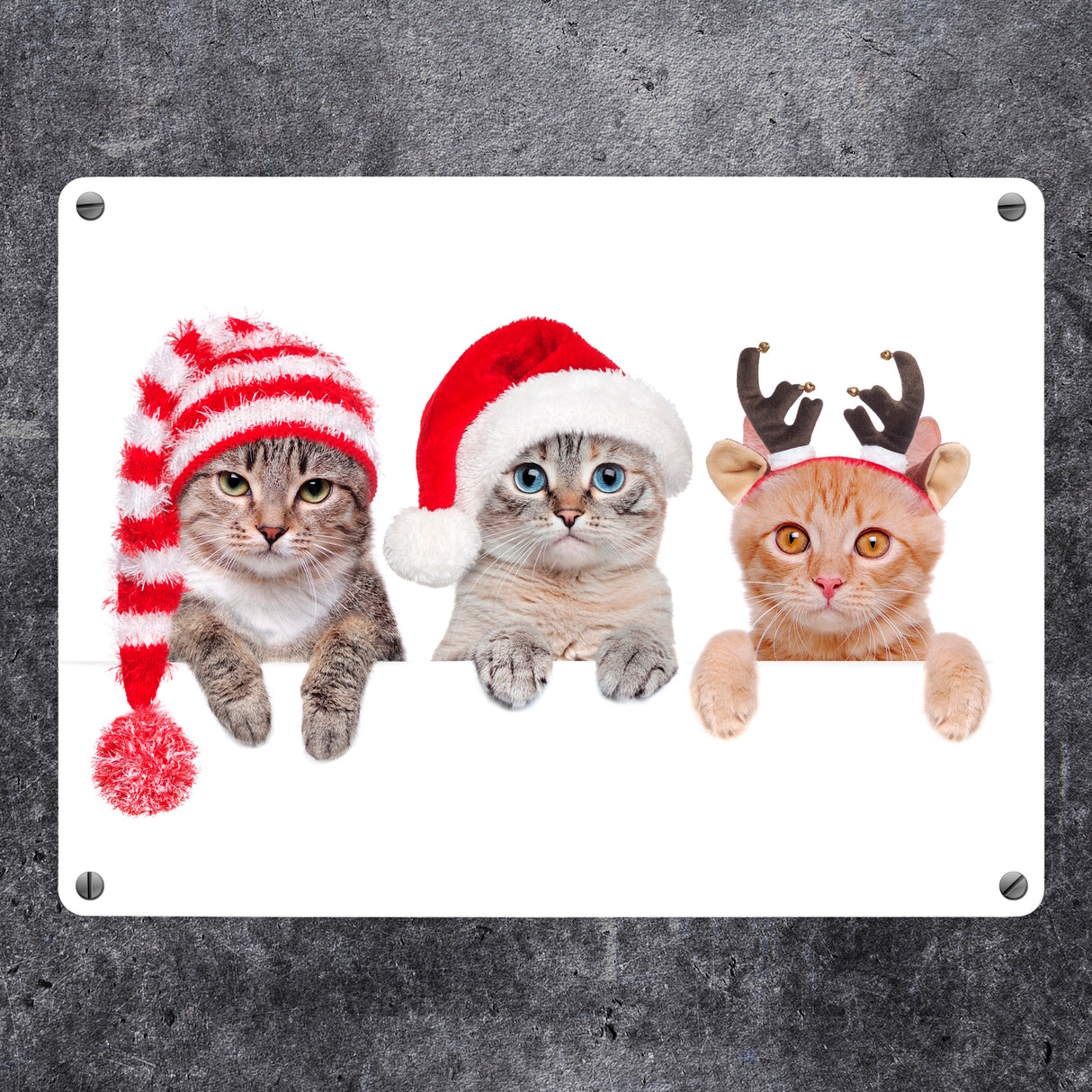 Niedliche Kätzchen Metallschild im Weihnachtsstyle