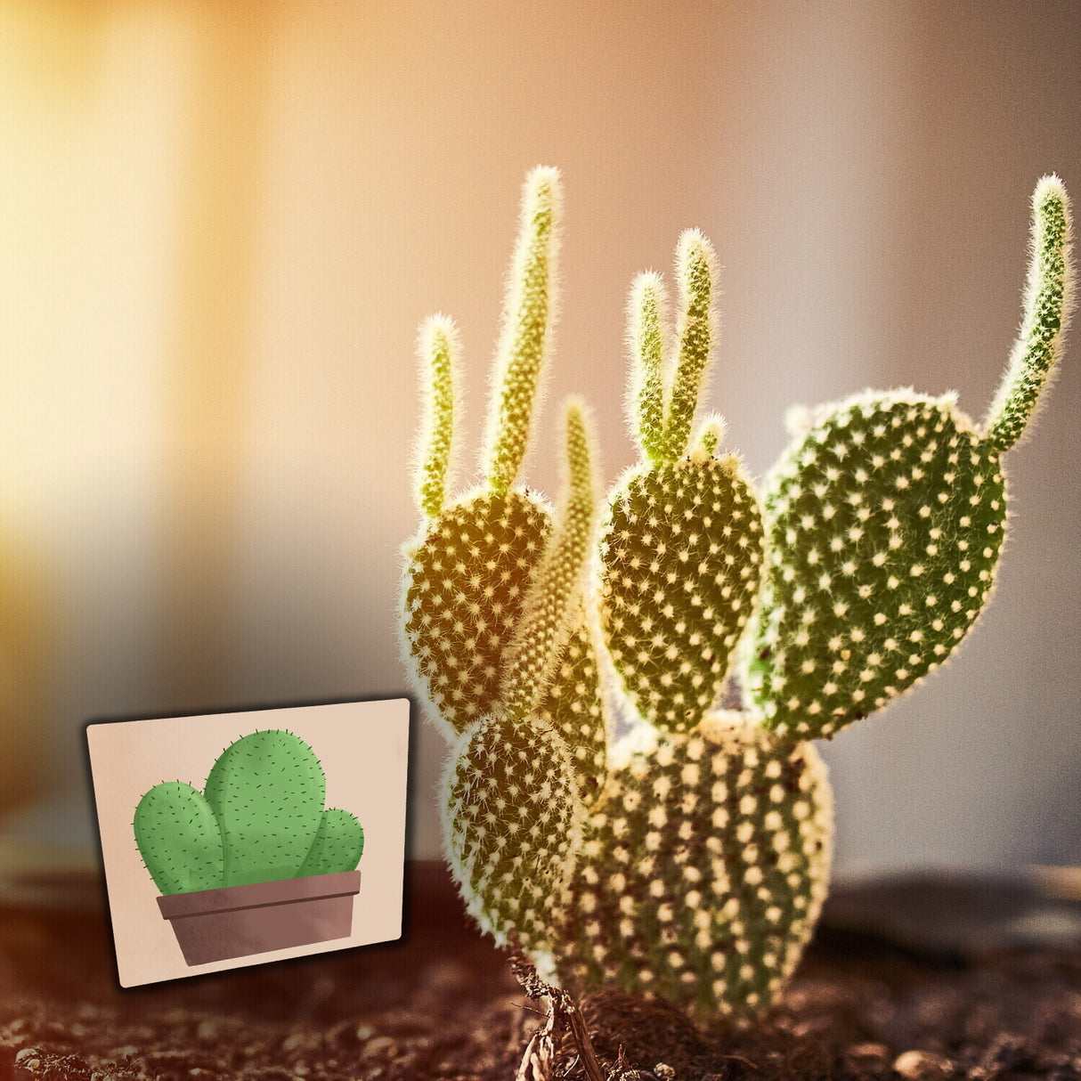 Kaktus Kühlschrankmagnete im 8er Set
