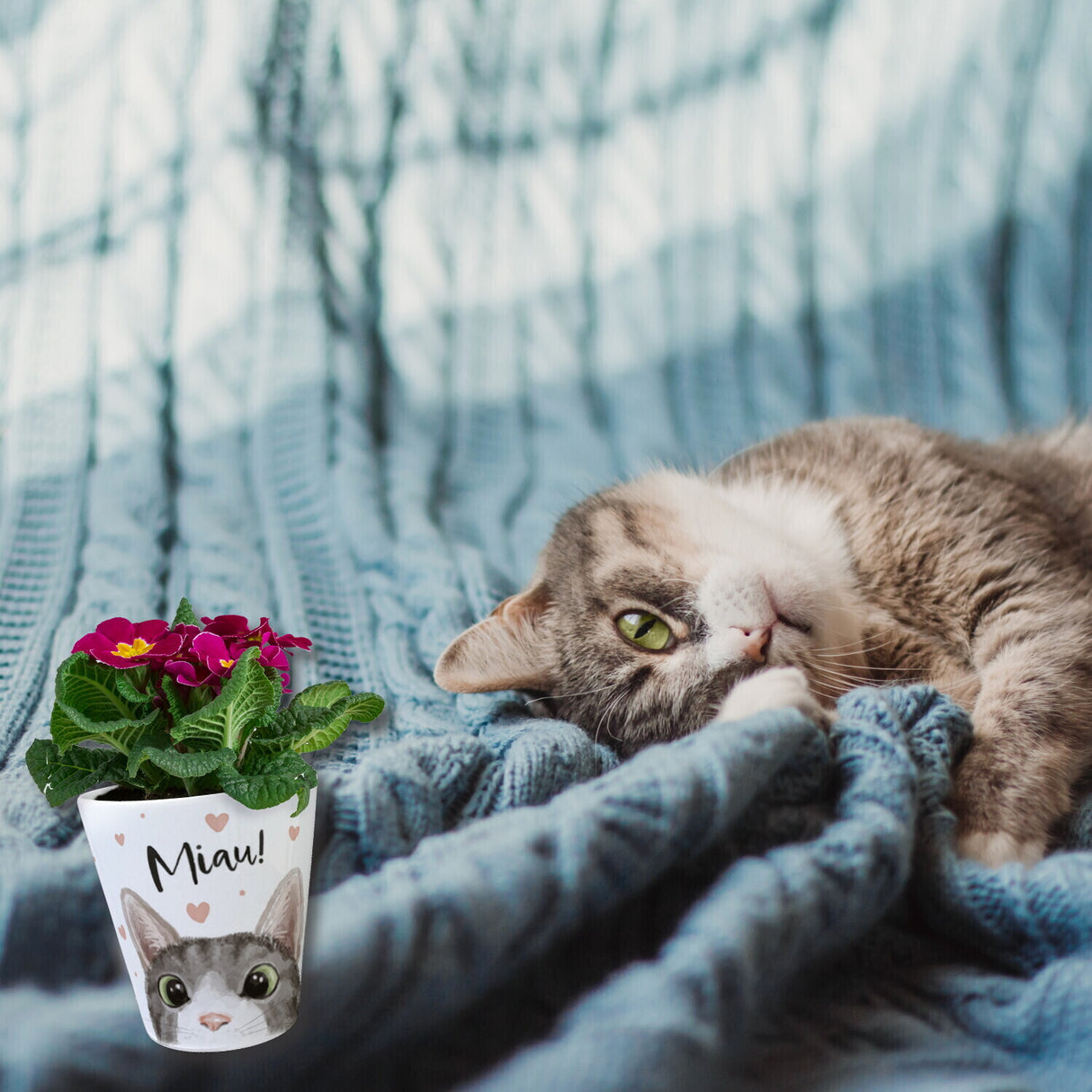 Miau Katze Blumentopf